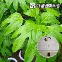 황칠나무, 키40~50cm 포트(2개세트)