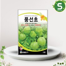 풍선초씨앗 10립 일년생 꽃씨앗 종자 관상용 풍선, 단품