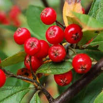 묘목/아로니아-레드초크베리/삽목1년 포트/5주 B1006