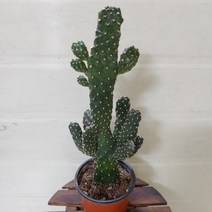 [성심] 만세성인장(중)069