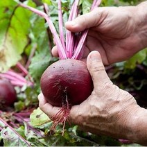 고당도 햇 제주 레드비트 2kg 3kg 5kg 8kg, 제주 레드비트 특품 3kg