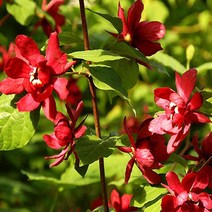 묘목 /자주받침꽃] (포트)2개 W389