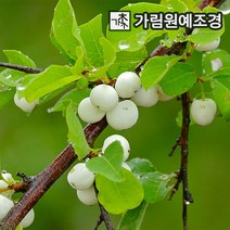 스노우베리 매직컬갤럭시 매직컬캔디, 매직컬갤럭시 4치포트(2개세트)