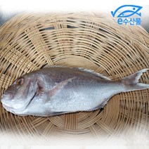 반건조 제수용 국산참돔 특대 참도미 손질 천일염소금간된 제사용참돔 제수용생선, 참돔왕특대43cm
