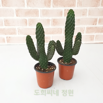 도희씨네 정원>> 승승장구 만세선인장 1+1 세트 150″ class=”wr-img”></a></div>
</div>
</div>
</div>
<div class=