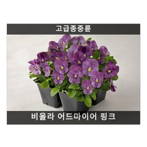 식용꽃 씨앗] 비올라 어드마이어 핑크 (제비꽃) 10립, 1개