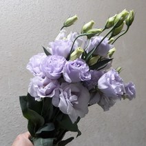 리시안 - 연보라 겹 / 고속터미널꽃시장 꽃도매 서리풀플라워