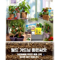 화분월드 새싹 허브 씨앗, 새싹-삼색무순, 1개
