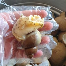 포항 구룡포 산지직송 100% 품질과 수율을 보장하는 자연산 백고동, 백고동 중 1+1kg (40-50미 내외)