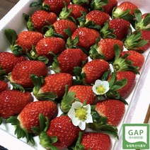 과일팔이소녀 산지직송 논산 프리미엄 선물용 신품종딸기 GAP인증 하이베리 금실 설향(900g내외), 24과(900g 내외)