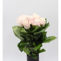 연연핑 장미꽃 생화택배 (고속터미널꽃시장 직배송) 꽃예꽃, 비슷한 느낌의 꽃으로 변경(다른꽃or다른색), 수요일 구매시 (금~토요일 도착), 1개
