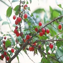묘목/이스라지(산앵두)/H1.2(1.2m) N179