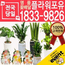 플라워포유 축하 오픈 개업 공기청정 관엽식물 화분선물 당일배송 꽃배달, (선택60)아가베