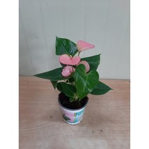 안시리움 핑크