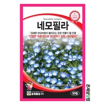 네모필라 50립 / 꽃씨 종자 화단 정원 일년생