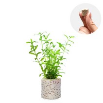 수초-미니링포트 펄그라스-귀여운 열대어어항 수중식물, 없음