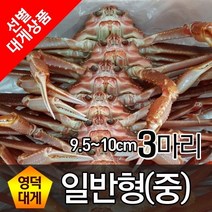 영덕대게 일반형 중(9cm~10cm) 3마리 찜배송