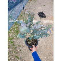 50~70cm 199 블랙잭유칼립투스 대품
