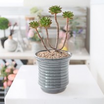 [인아트스튜디오] 파격특가 중형 하늘정원 소라나팔(민트) - 작가 수제 원형 도자기 다육 예술 넓은 예쁜 개업 카페 선물 집들이 난 공기정화 바위솔