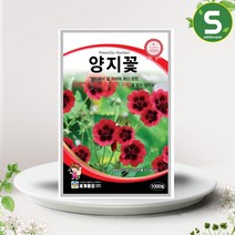 양지꽃씨앗 1000립 인테리어 다년생 꽃씨앗 종자, 단품