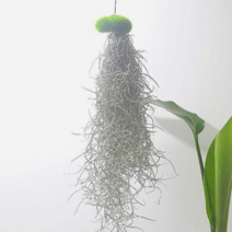 오너클랜 이끼 수염틸란드시아(소) 인테리어식물, 본품, 단일