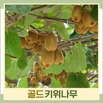 키위나무 묘목 골드키위 접목2년생 뿌리묘 1개
