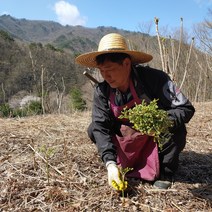 지리산 고사리 23년 햇 건고사리 건조 말린 나물 건나물 봄나물 200g, 100g, 2팩