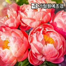 목단나무 묘목 모란 겹꽃목단 14종, 욱항(1지)