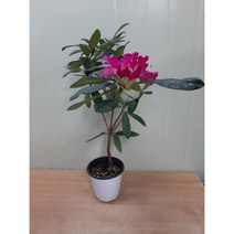 [박씨농원] 만병초/외목대