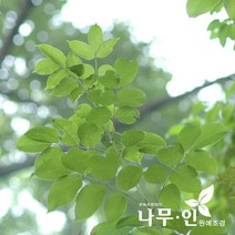 [나무인] 쉬나무묘목 5그루, 5개