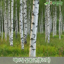 착한가격나무생각 백자작 실생2년 뿌리묘 20주묶음, 주