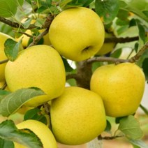 평창사과 시나노골드사과5kg 20-22과 고랭지사과, 1, 본상품선택