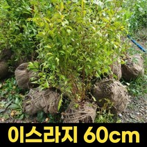 이스라지 60cm 산앵두묘목 앵두나무화분