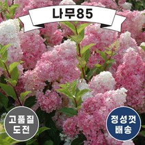 (나무85) 목수국나무 포트, 4.라임라이트 키 1m 내외 분