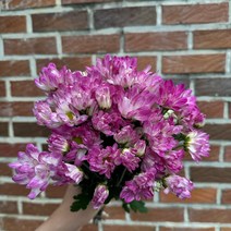 [꽃 마실] 생화(소재) 소국 한단 3가지 색상, 샤론