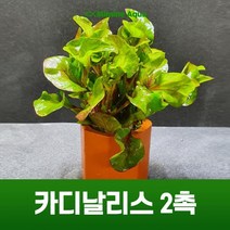 초보 수초 키우기 카디날리스 2촉, 단품