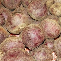 국산 제주 레드비트 햇 비트 최상품 2kg 3kg 5kg 10kg, 레드비트 5kg, 1개