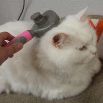 댕냥펫 강아지 고양이 힐링 브러쉬 원터치 빗 포메라니안 비숑 푸들 말티즈 단모종, 블루