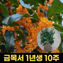금목서묘목 식목일 1년생 원예 10주 금목서은목서 식물원 묘목 식목일