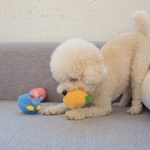 소형견장난감 애착인형 삑삑이 바닐린향 아기강아지장난감, 1개, 랜덤발송