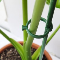 식물지지대 화초 화분 원형 지주대 원형링, 60cm(링＋지주)
