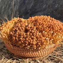 황금팽이버섯 황색 갈색 팽이버섯 국내산 무농약 GAP 1kg 2.5kg (택1) 산지직송, 250g x 4팩, 4개