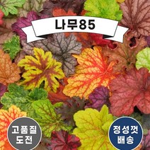 (나무85) 휴케라 10cm포트, 1.페퍼민트, 1개