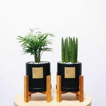 꽃피우는청년 원예 초보자를 위한 실내공기정화식물 2종 세트 (스투키 테이블야자), 무광 원형 블랙 우드스탠드