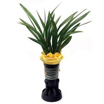 산천보세19 동양란 동양난 서양란 서양난 승진, 20000원