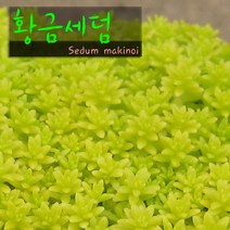 허브여울다육 황금세덤 지름 9cm 소품화분, 3개