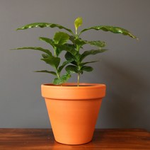 [데일리가든] 인테리어 공기정화식물 독일 토분, 커피나무