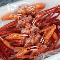 !! 연지홍게 !! 선주직송 당일조업 / 신선도 연지홍게 박달홍게 수율보장, 프리미엄 홍게 3kg(10마리), 1개
