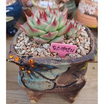다육이 토스카넬리(분포함)