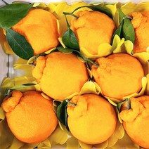 프리자연 제주 한라봉 명품 프리미엄 고당도 3kg 5kg 10kg, 한라봉 명품 프리미엄 특대과 5KG(8-16과)